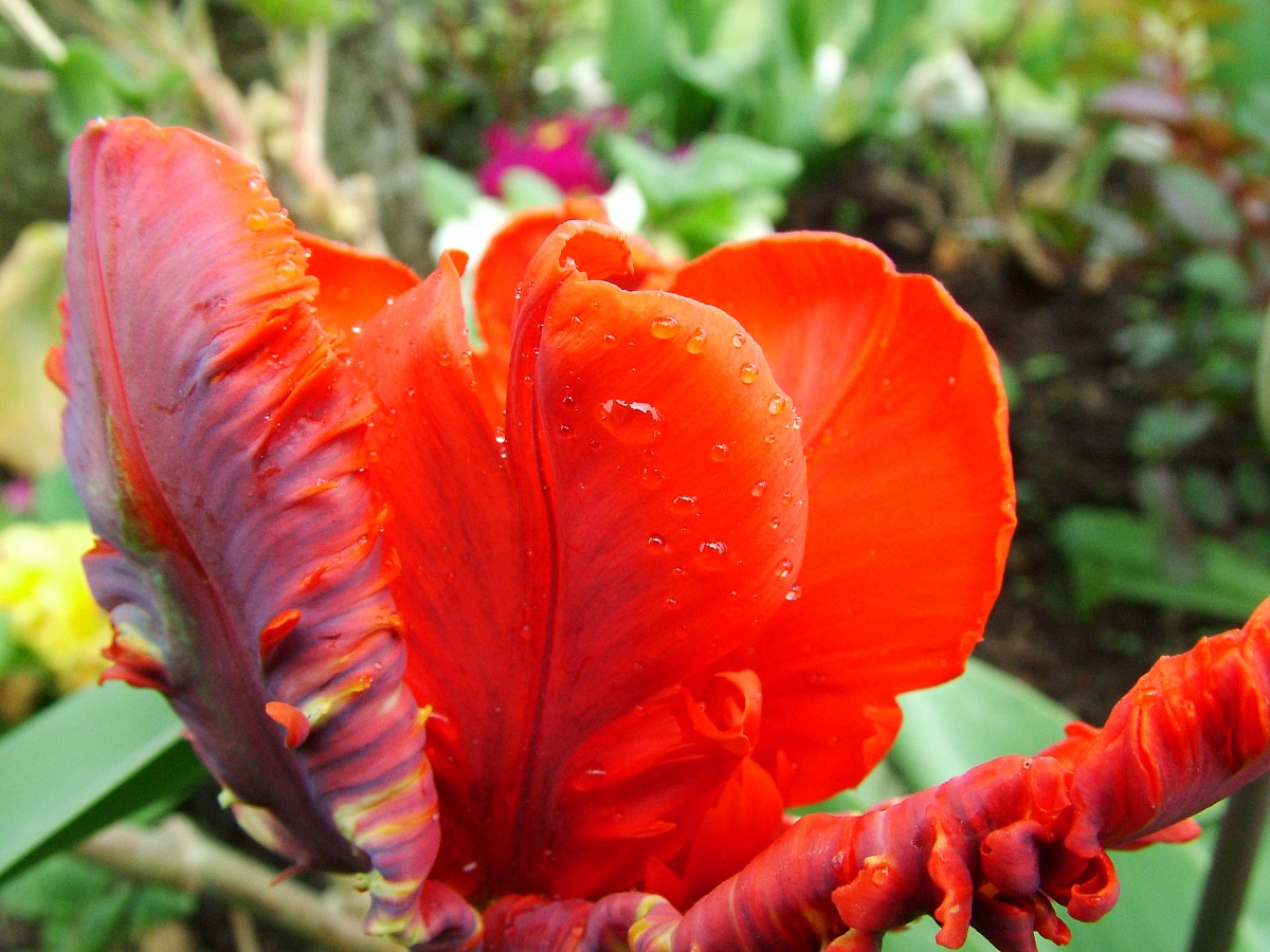 Flower 12...
