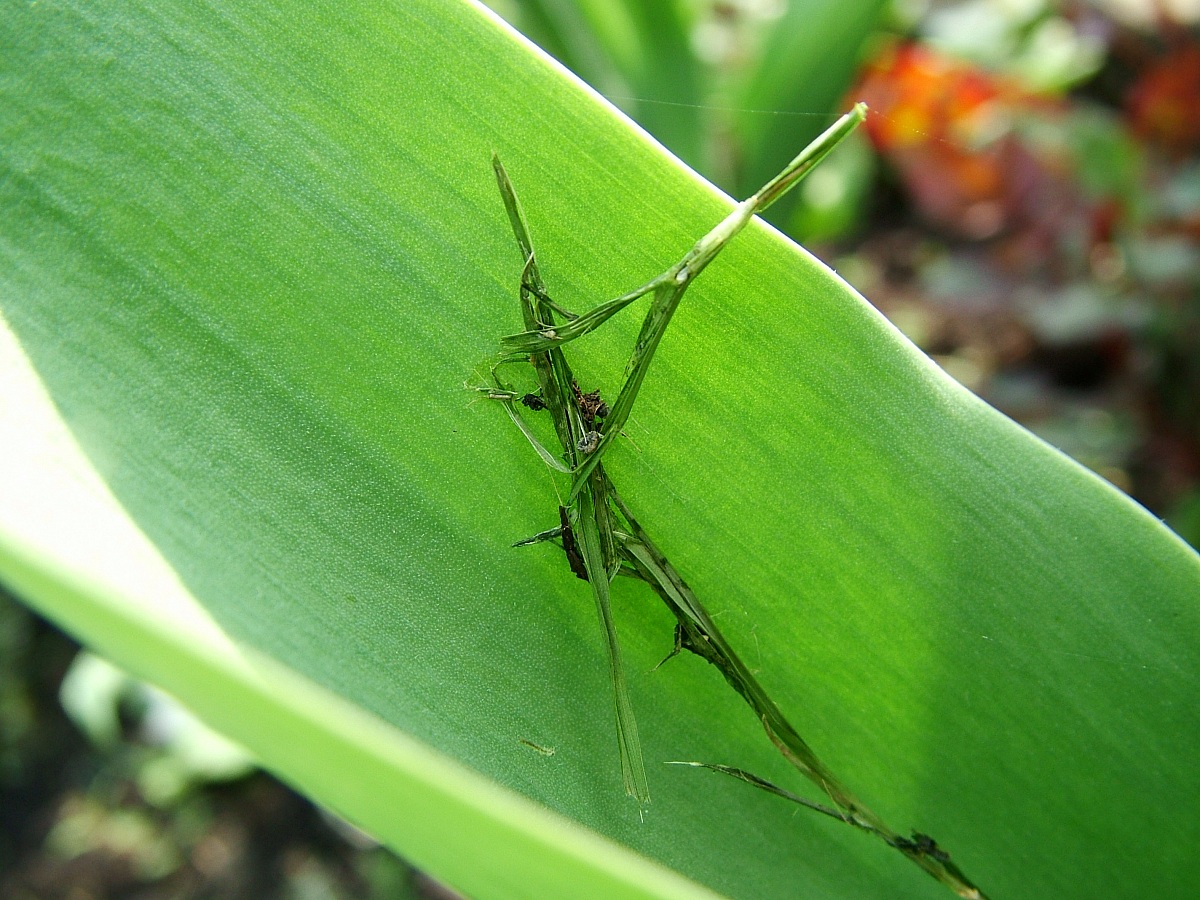Macro 5...