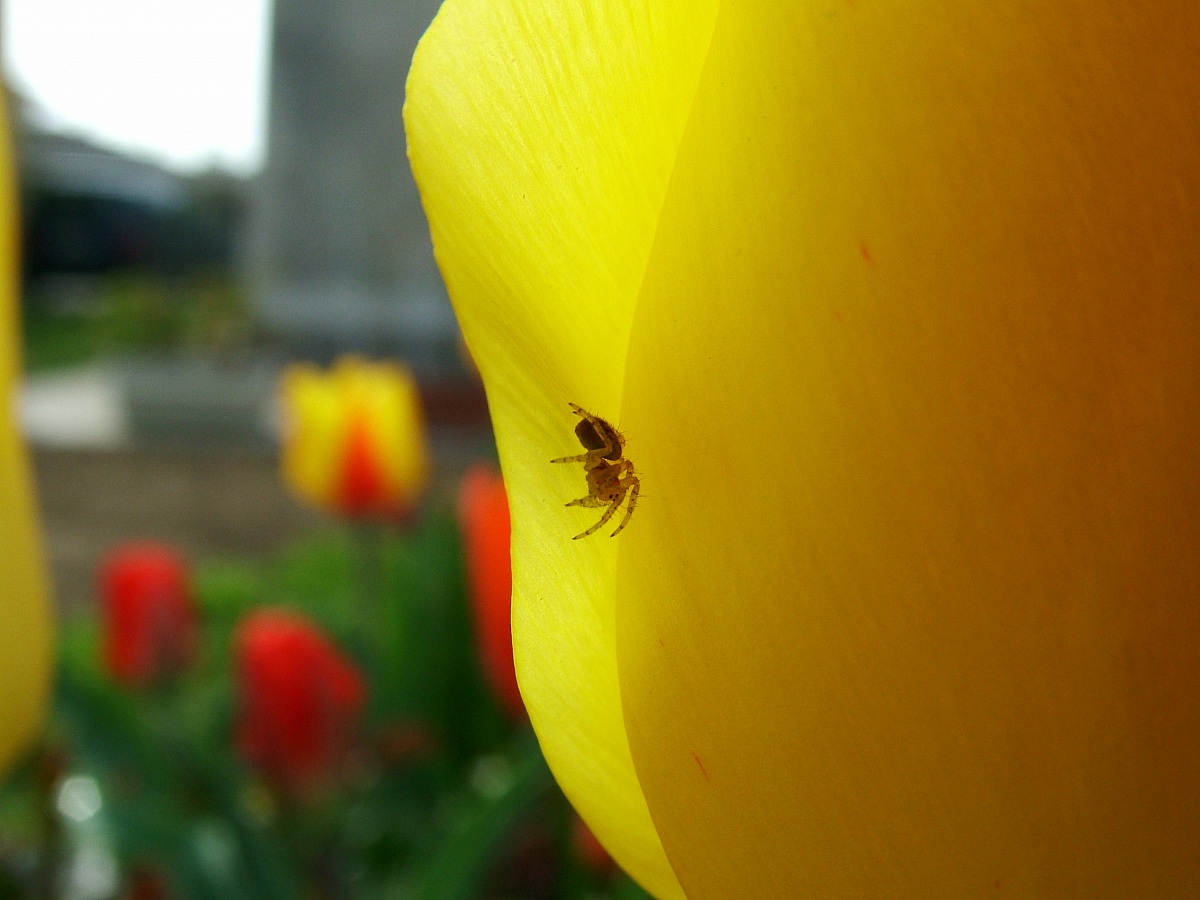Macro 7...