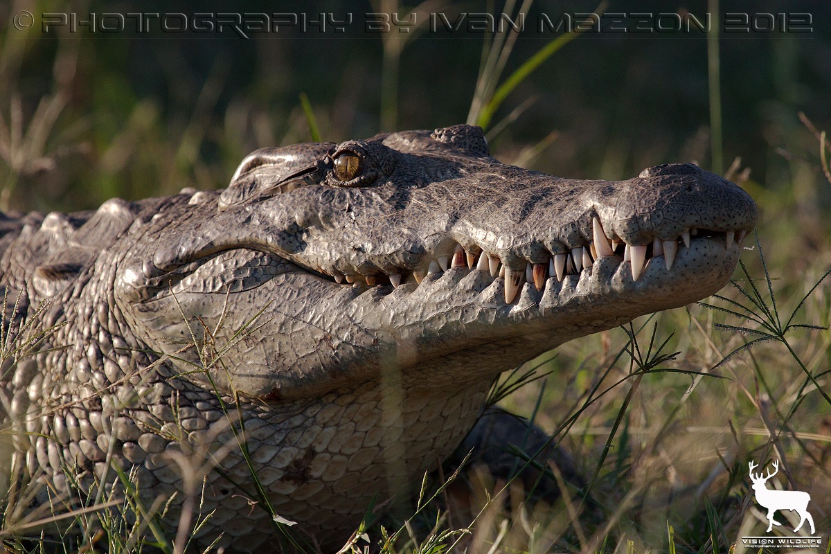 Nile crocodile...