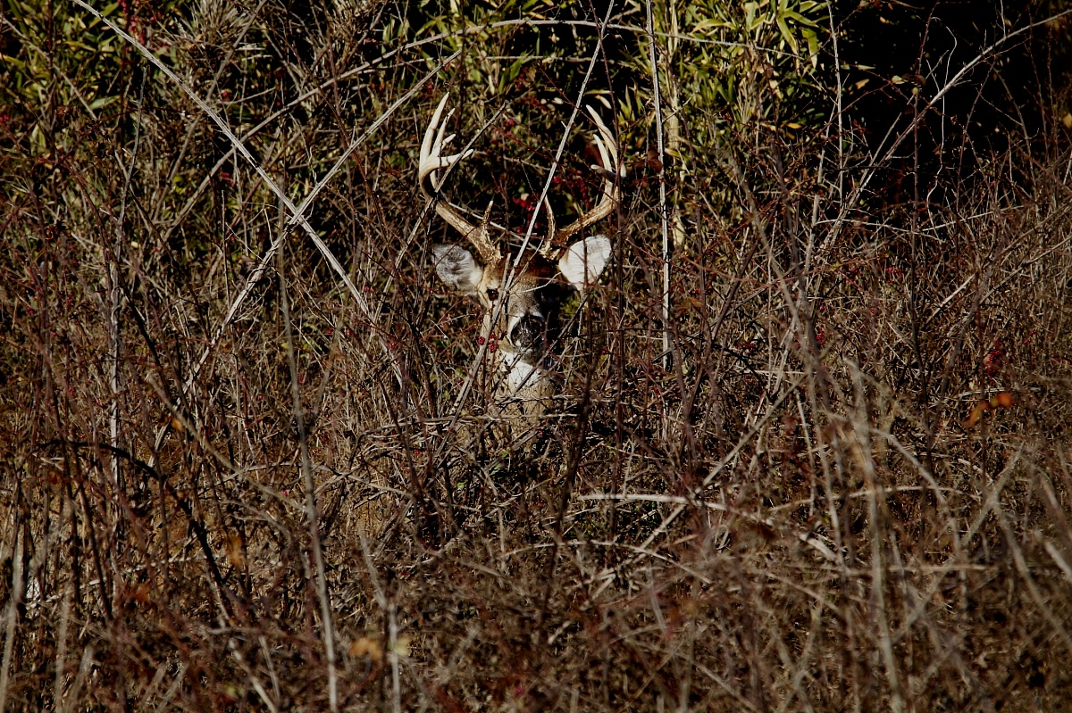 Buck nel boschetto...