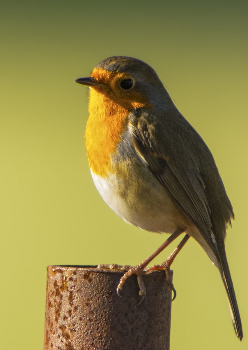 robin...