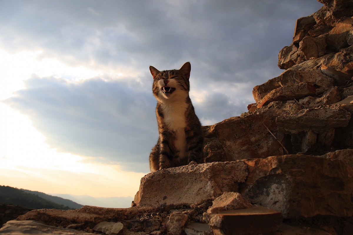 Gatto...