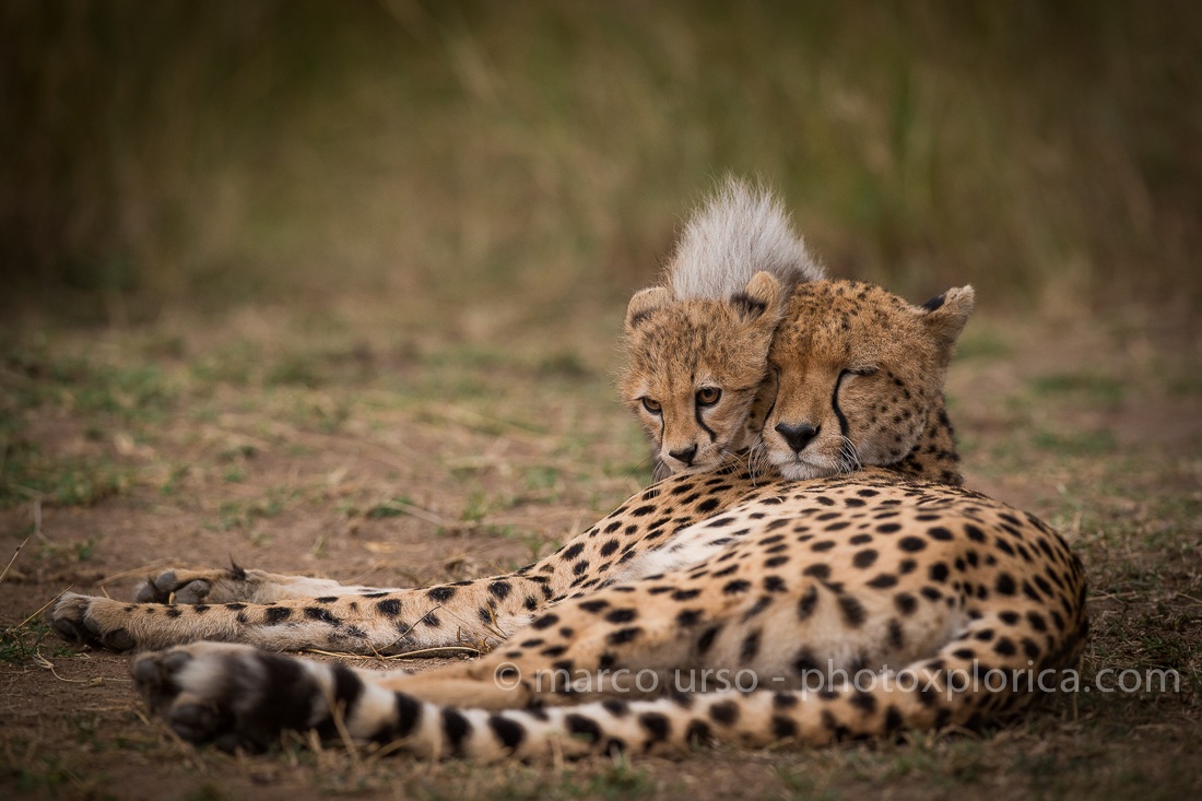 Mamma ghepardo e cucciolo...