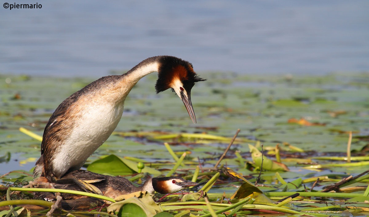 grebes in intimacy '...