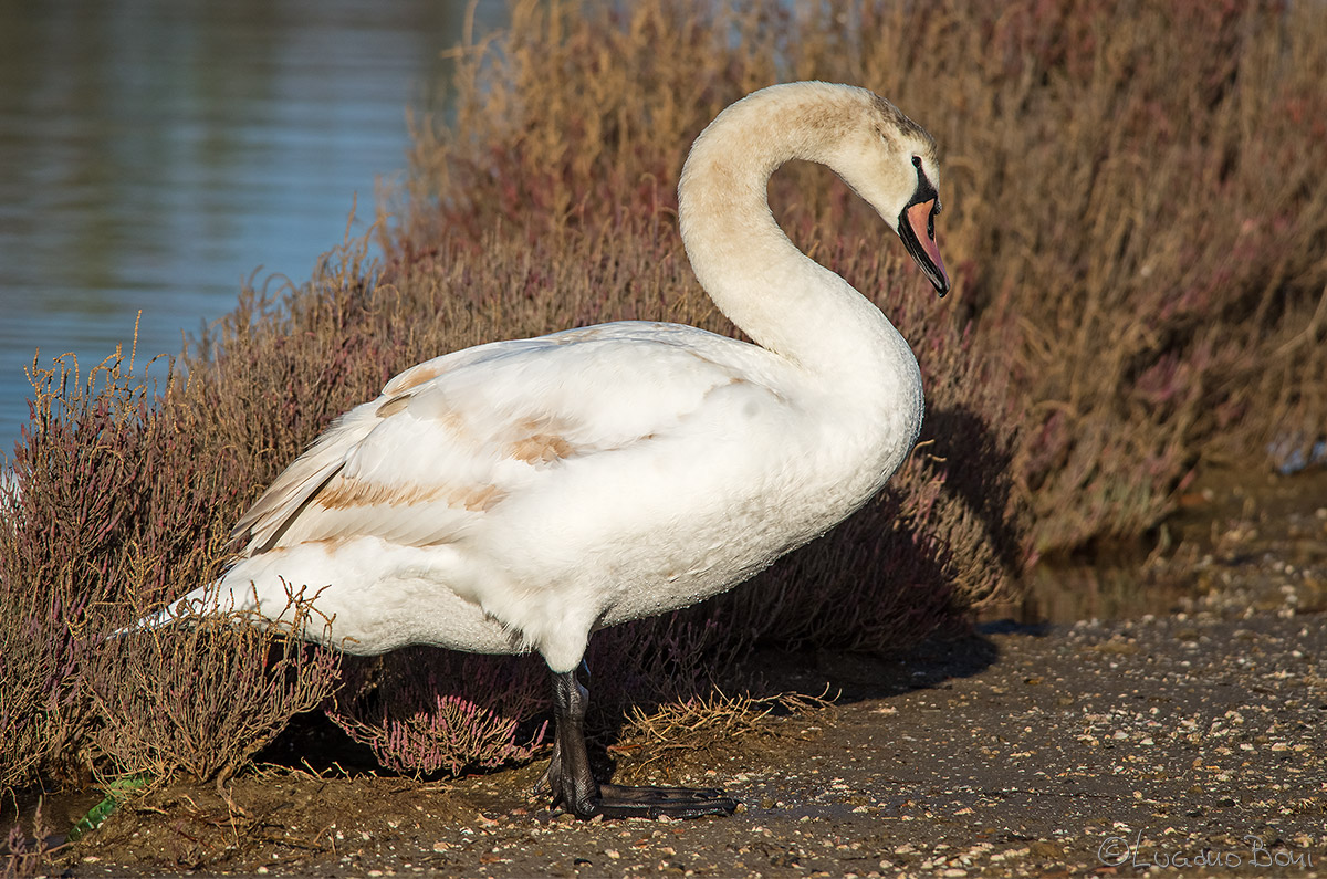 Cigno...