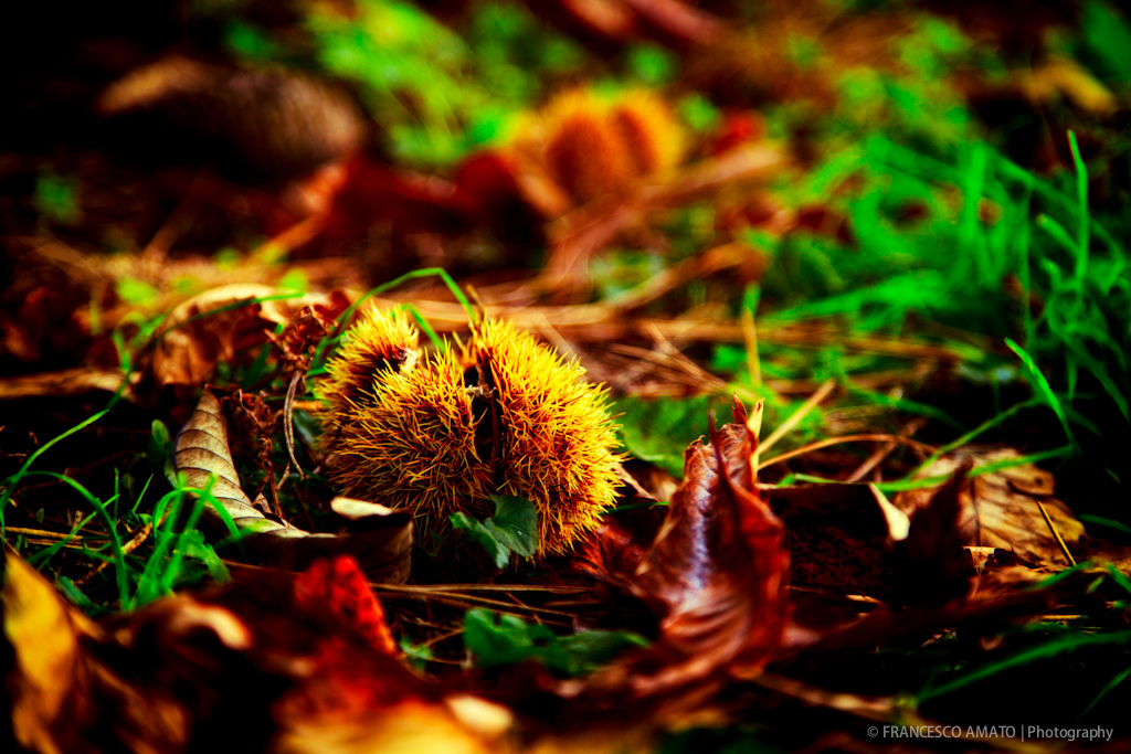 Autumn...