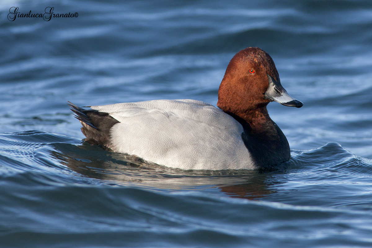 Pochard...