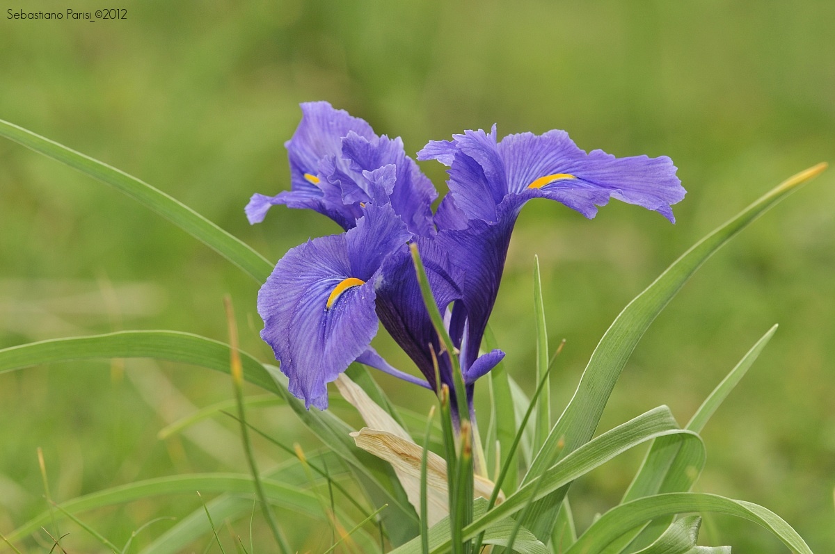 Iridaceae Iris unguicularis Poir....