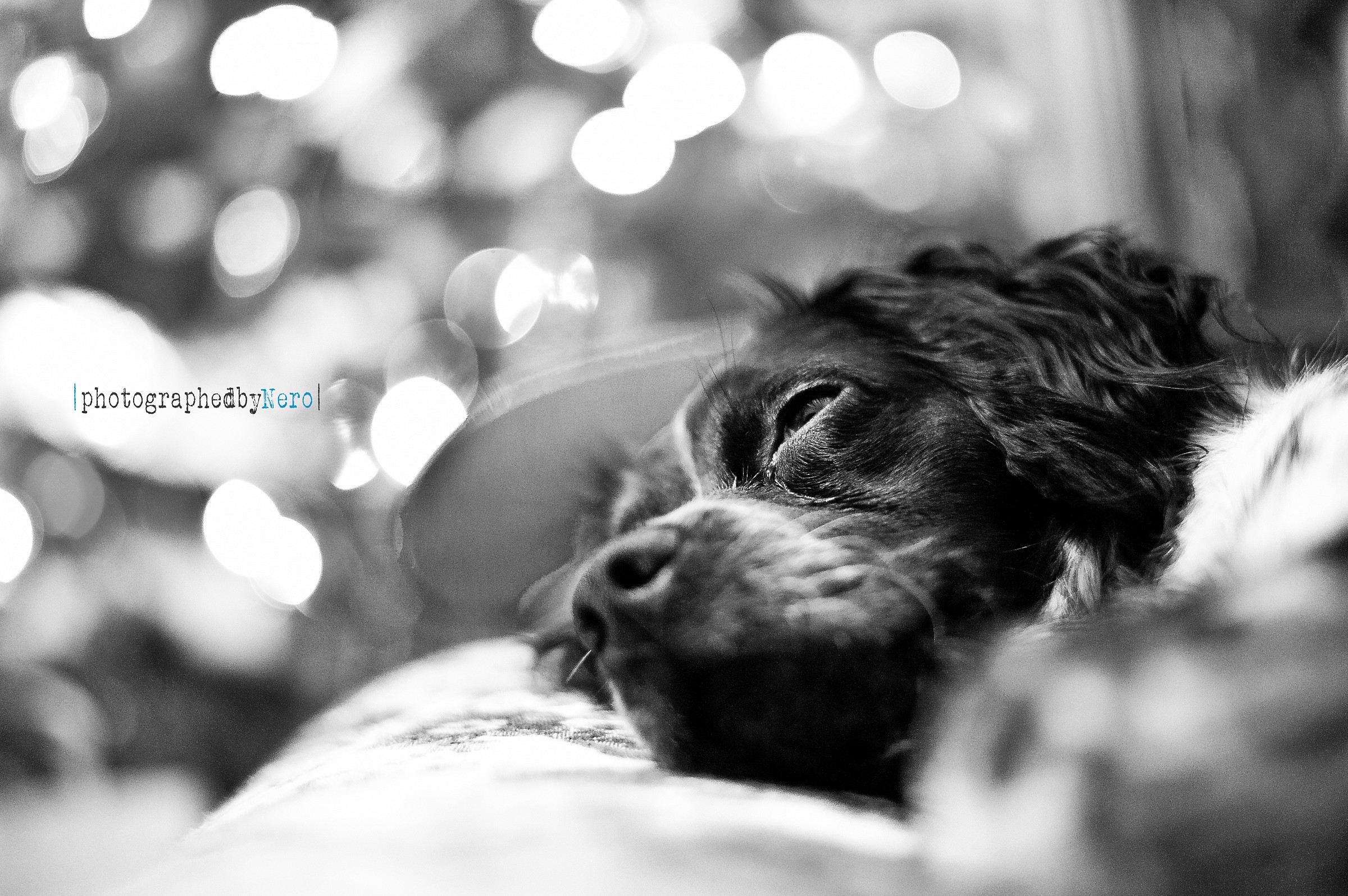 Mirta augura Happy Xmas!...