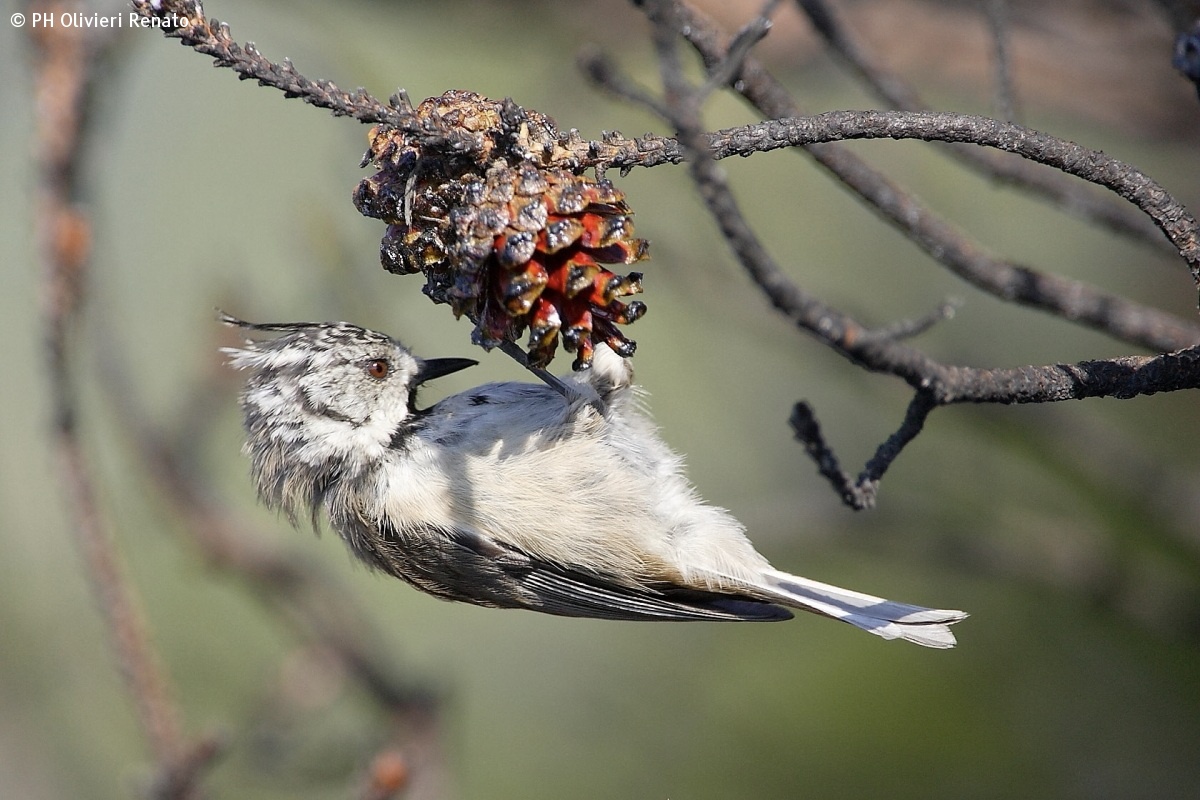 Crested Tit...