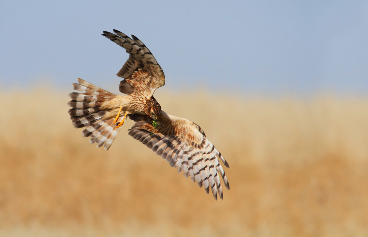 harrier...