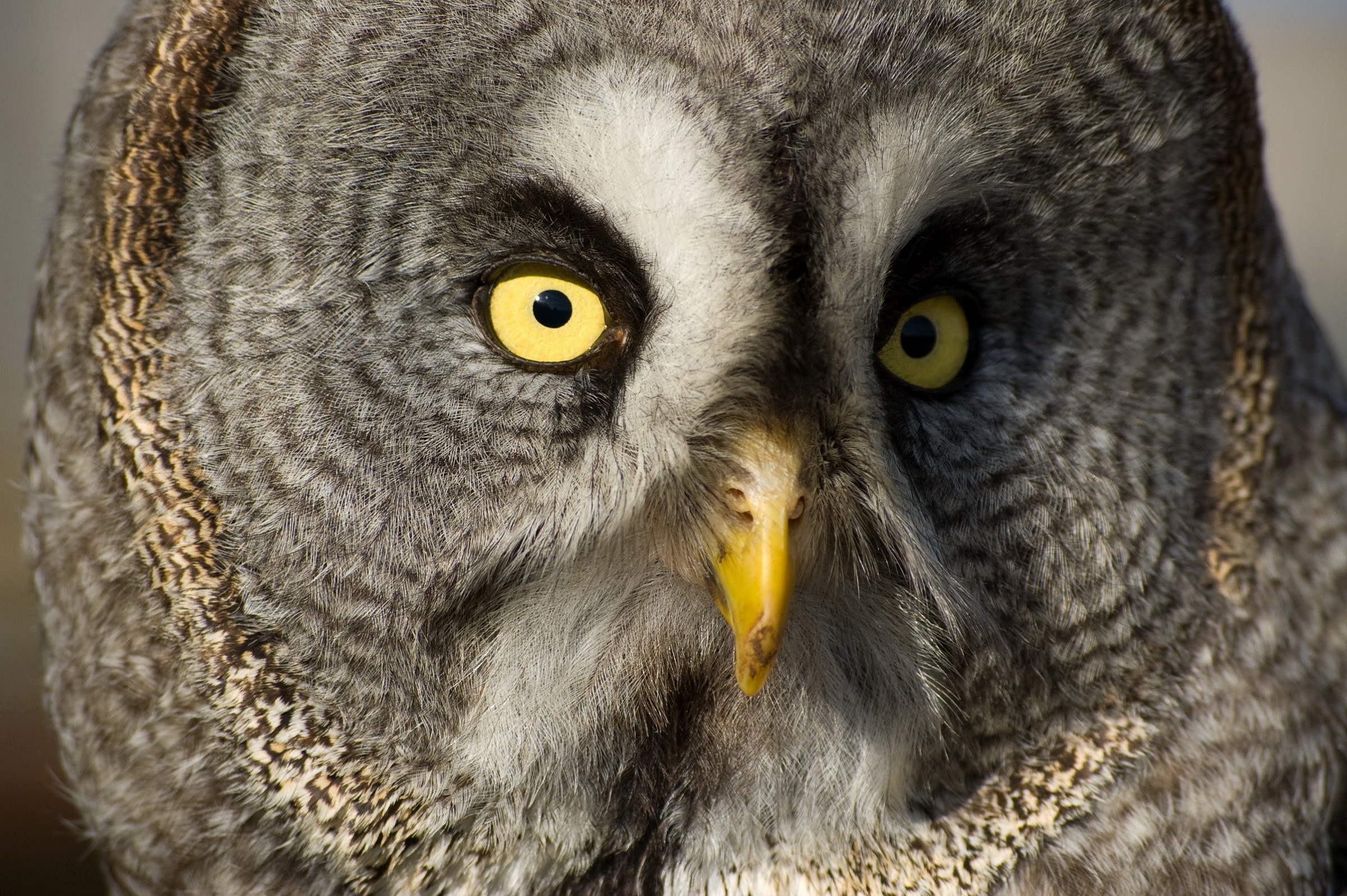Owl face!...