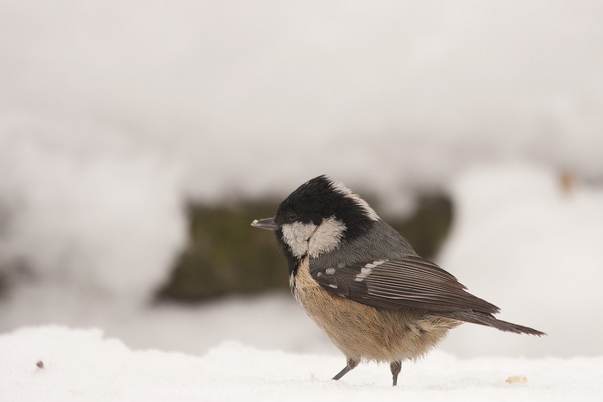 Coal Tit in the snow...