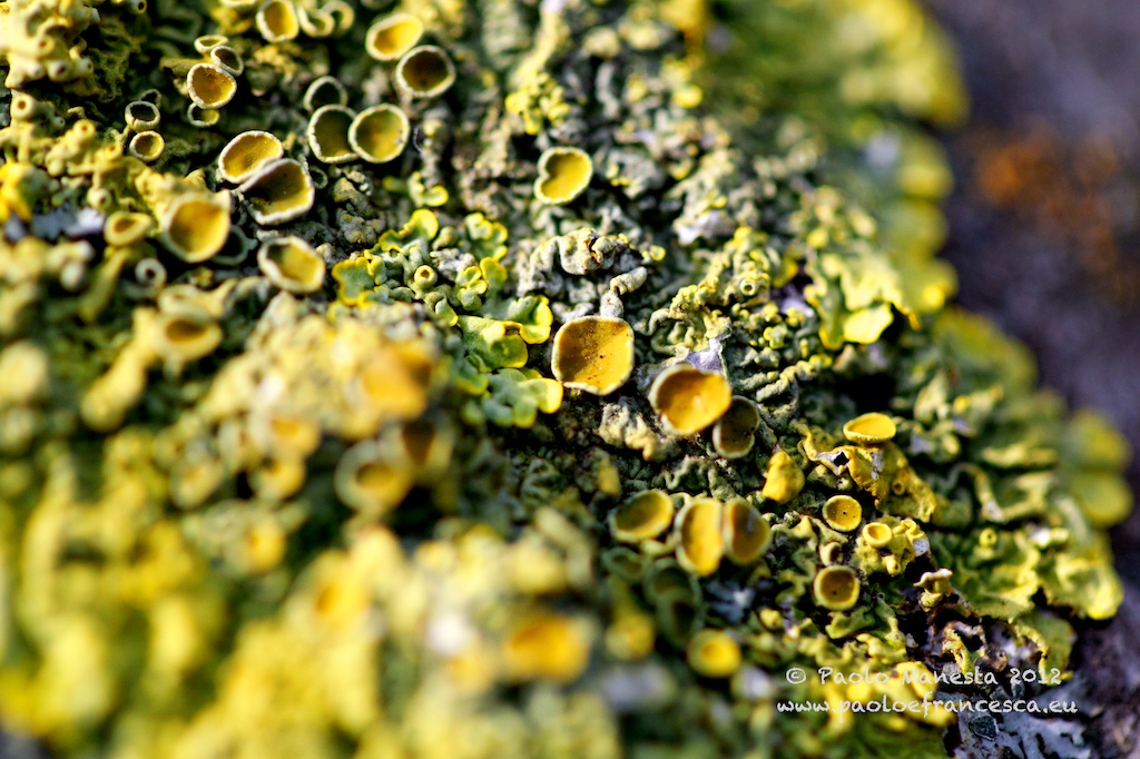 Lichens...