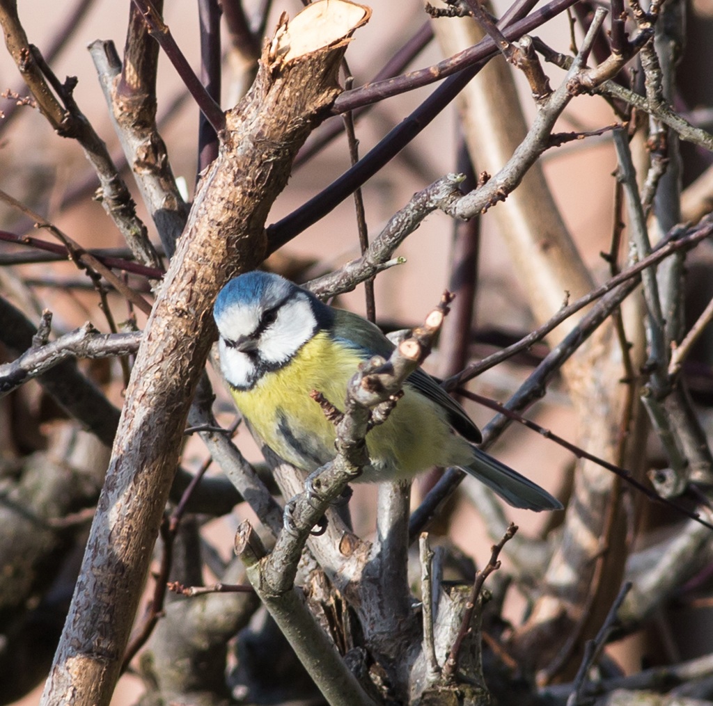 Blue Tit...