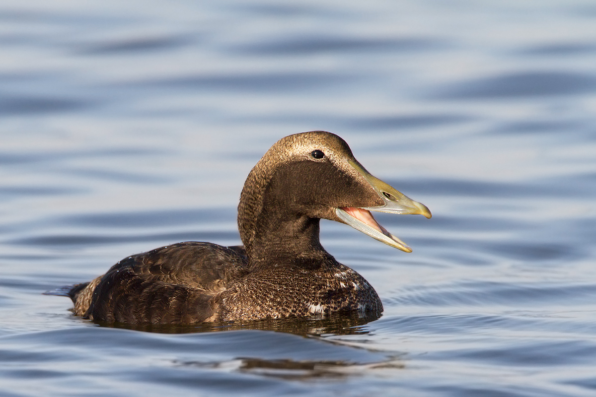 Eider...