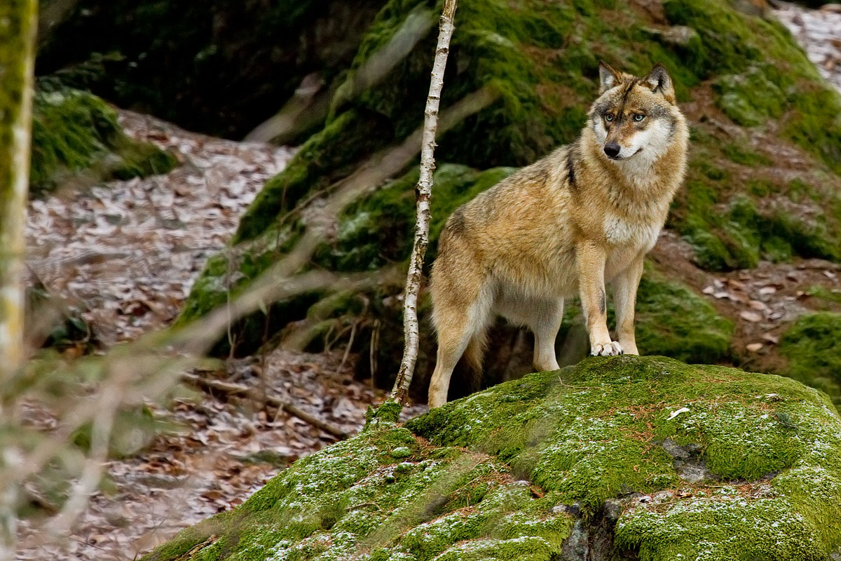 European wolf (Canis lupus lupus)...