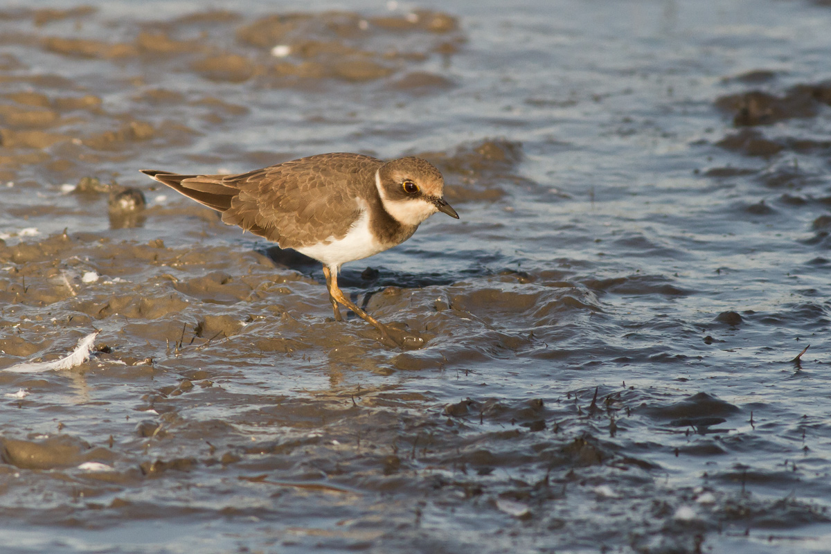 Little Ringed Plover...