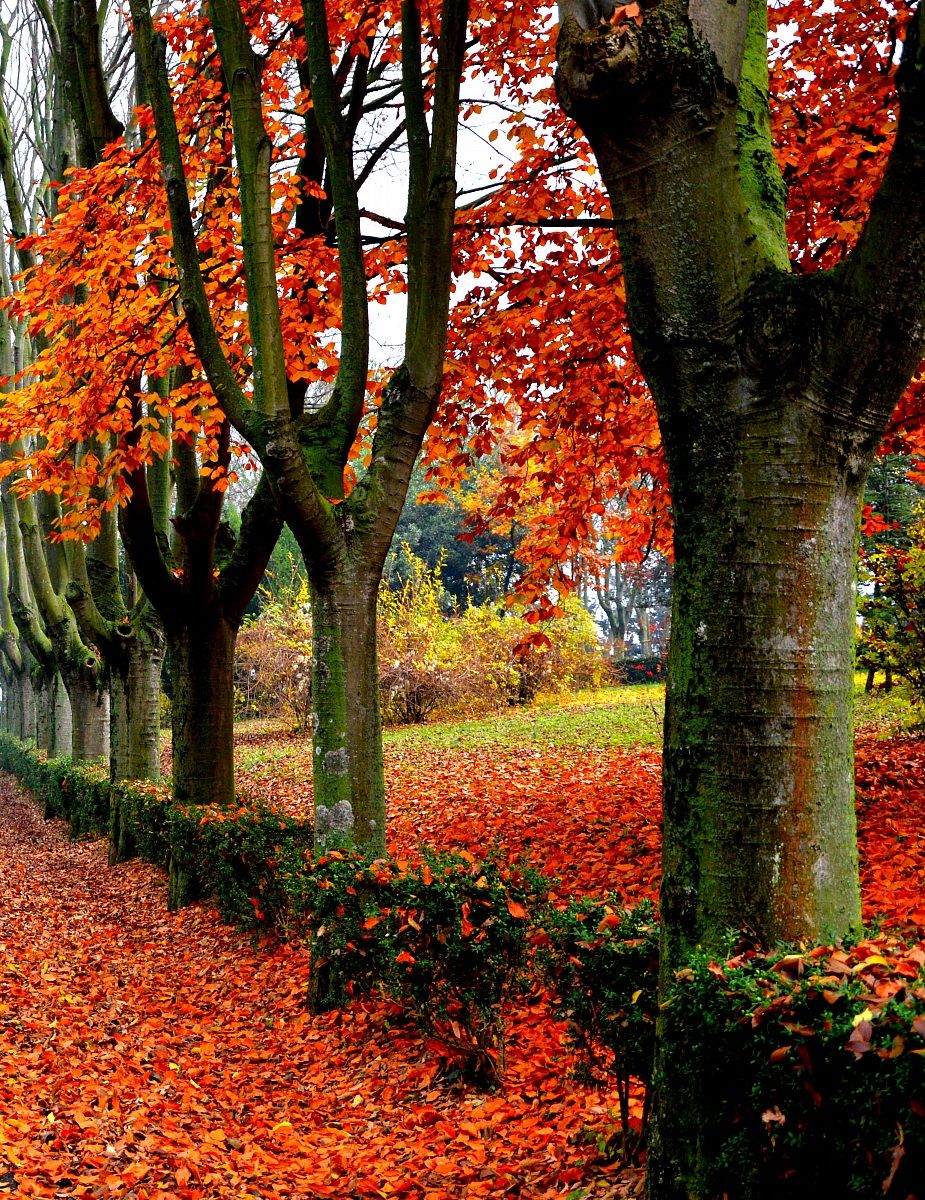 Rosso D'autunno...
