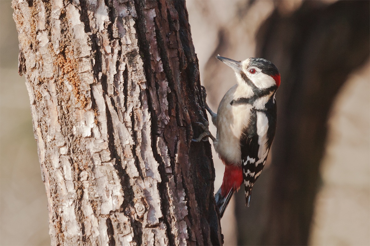 Woodpecker Red 1...