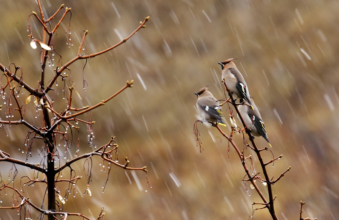 Snowfall with Waxwings...