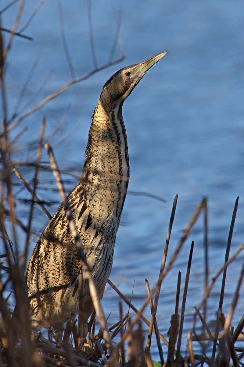 Bittern (Botaurus stellaris)...