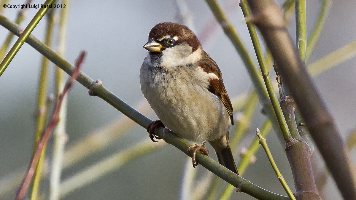 European male sparrow...