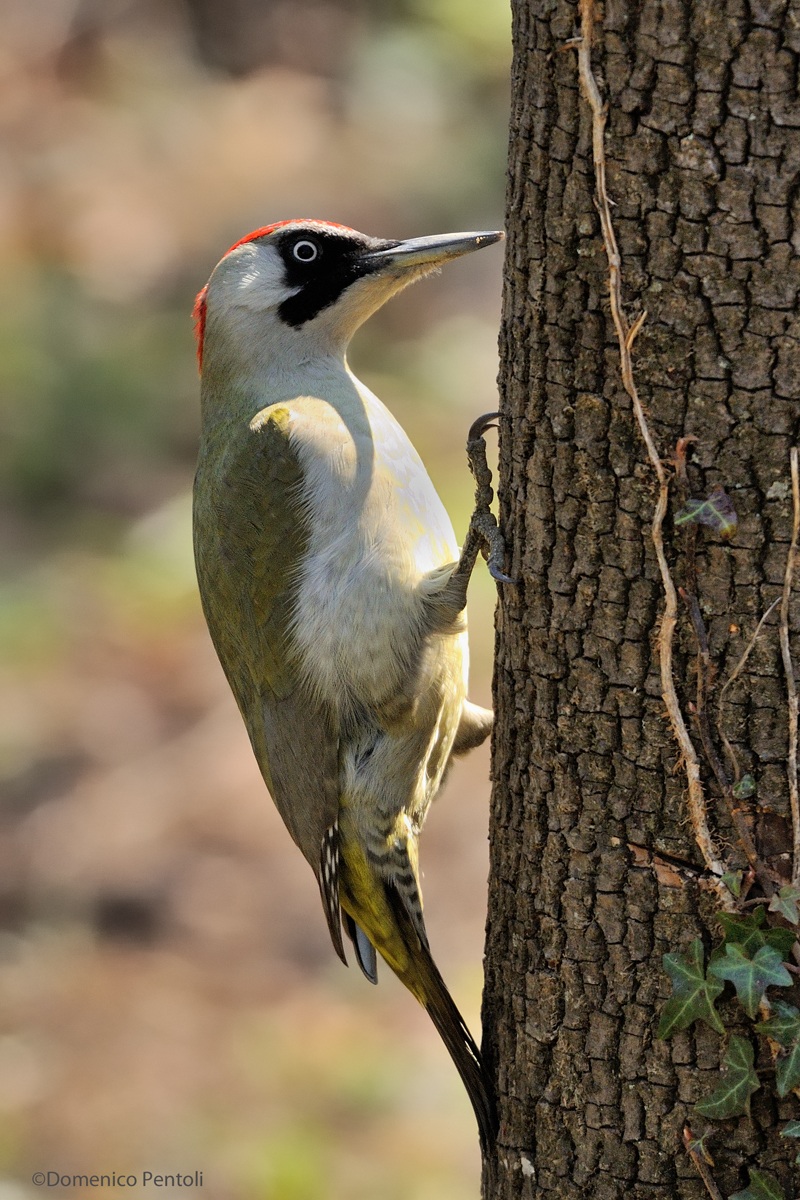 Female Green Woodpecker...