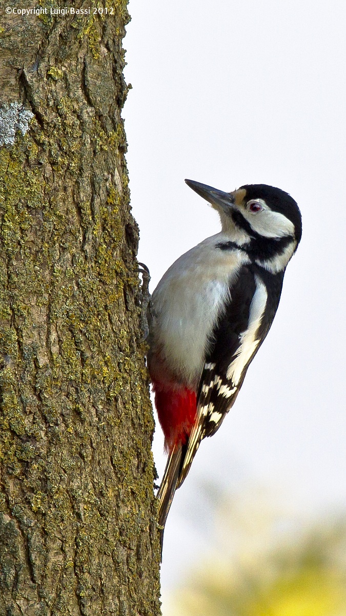 Woodpecker in the garden...