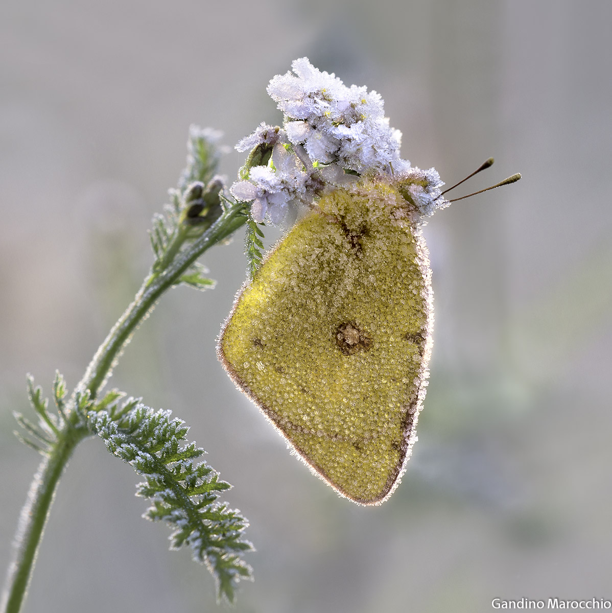 Colias crocea...