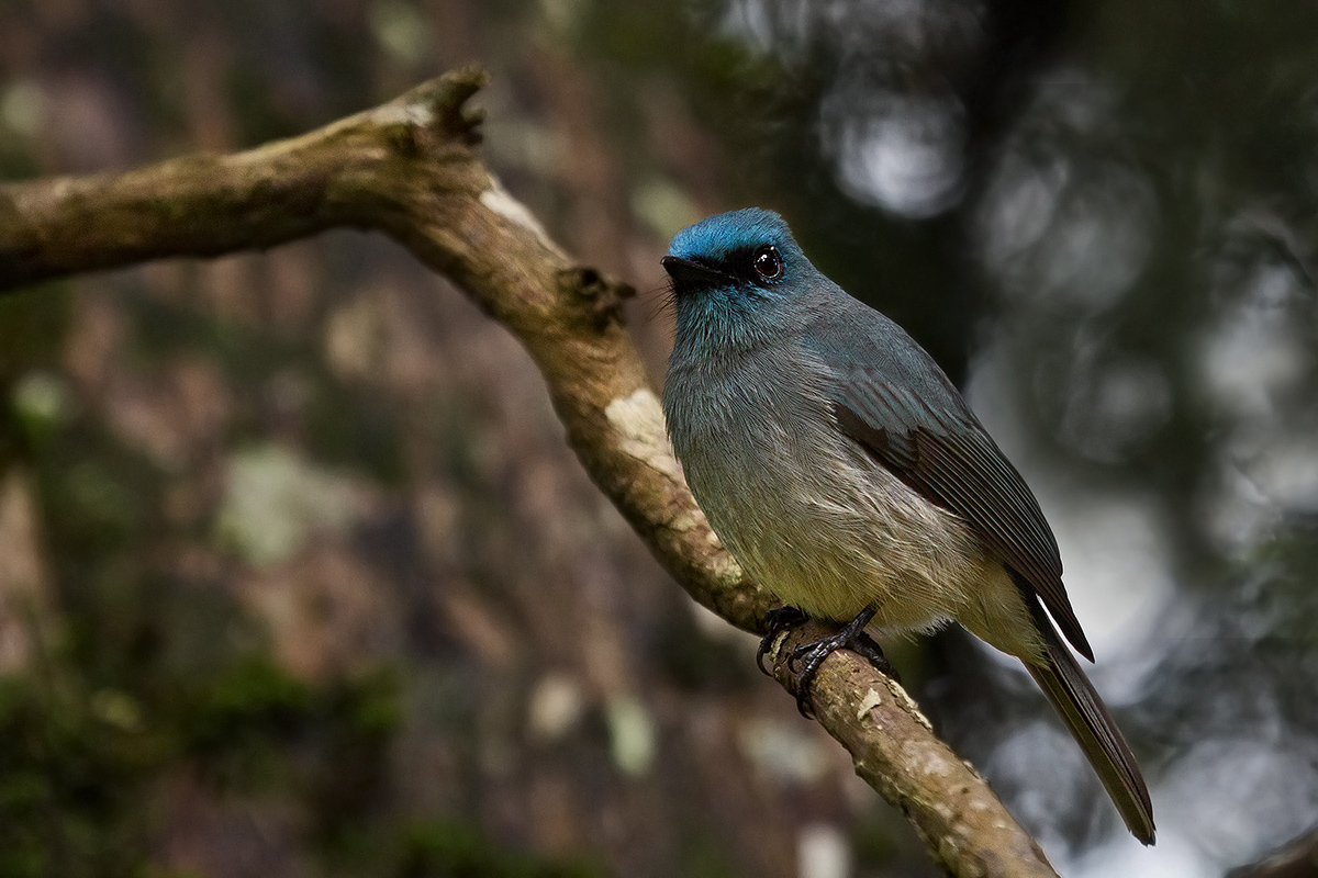 Dull blue Flycatcher...