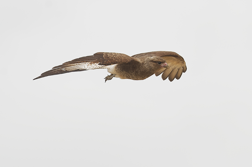 Auguri da Chimango caracara...