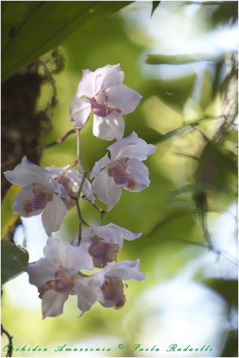 Orchid...
