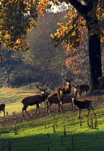 deer at Oak...