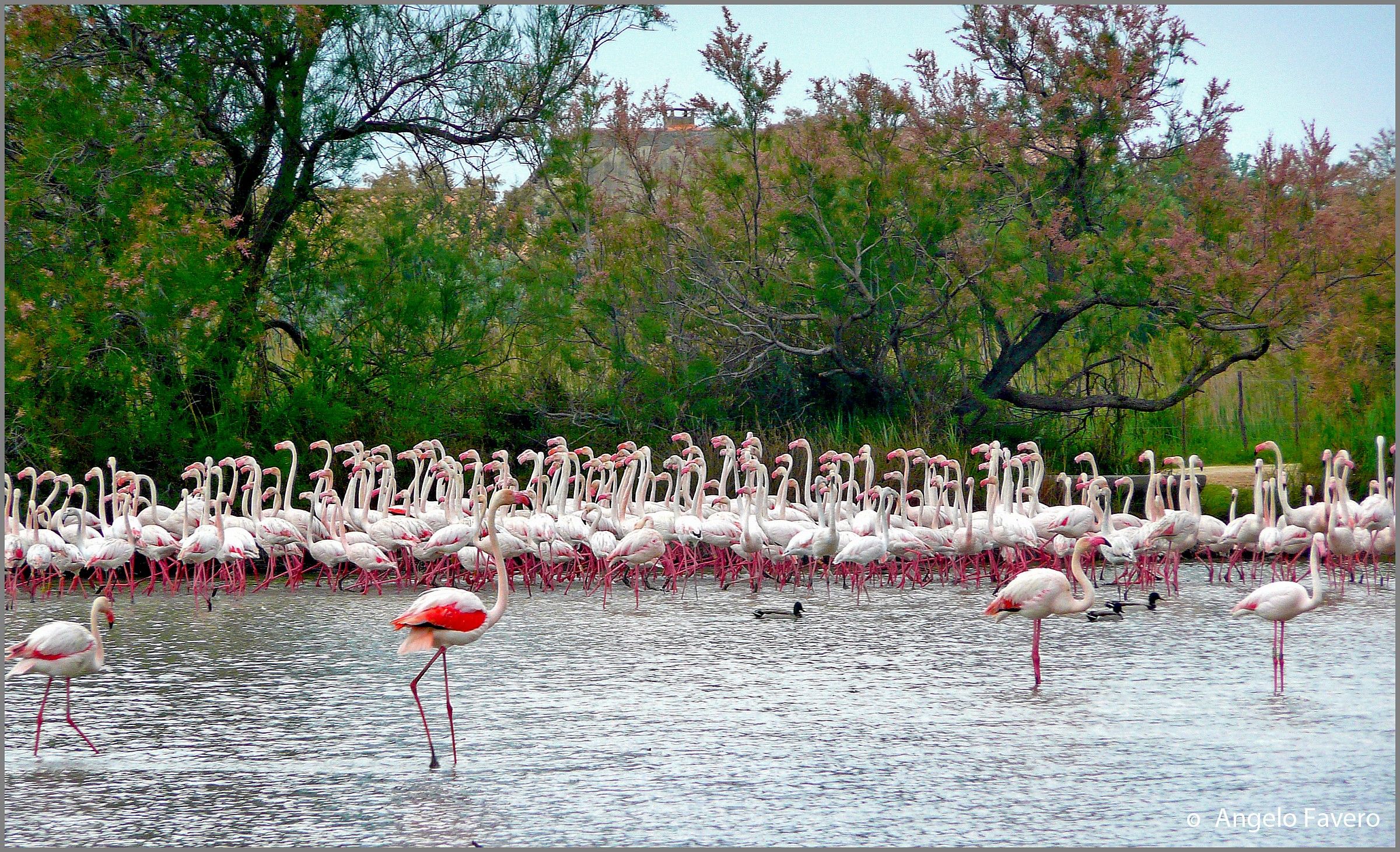 Flamingos in the Camargue...