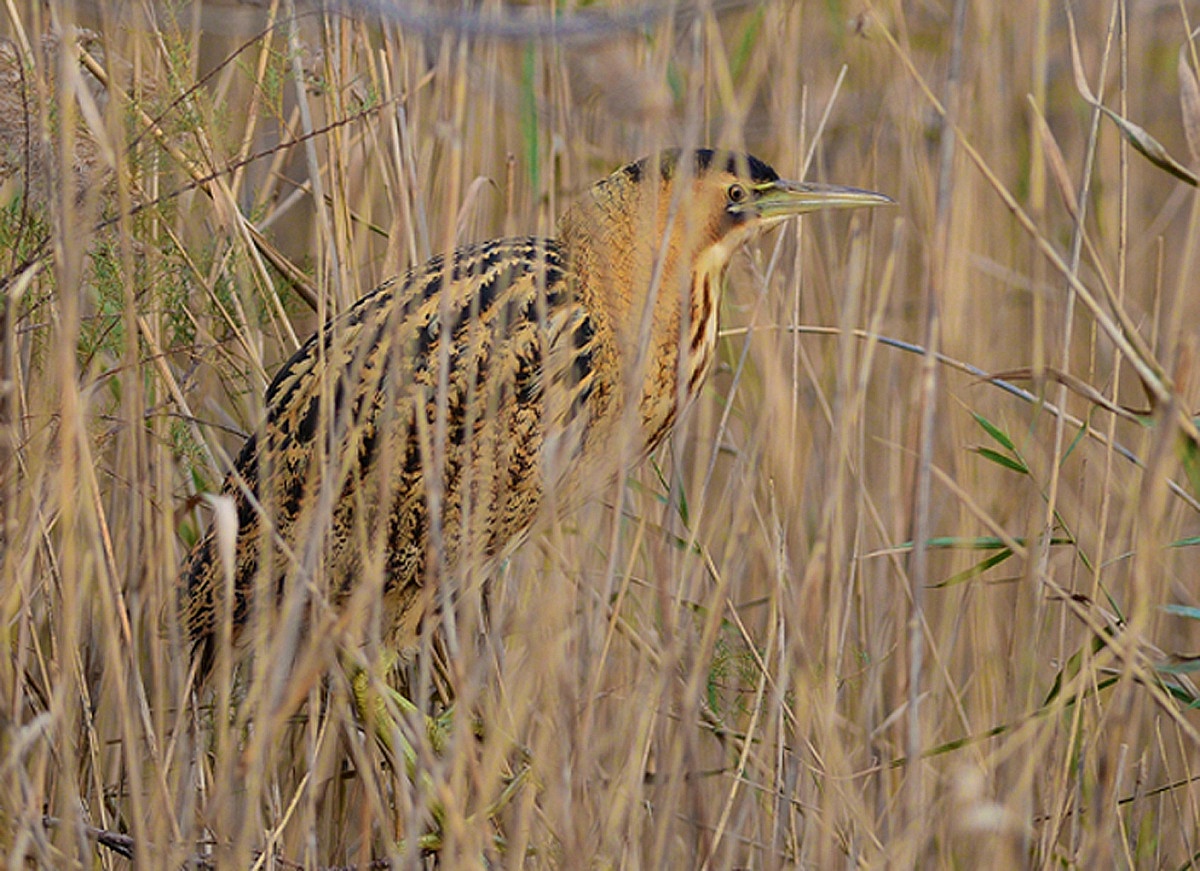 the mimetic nature of the bittern...
