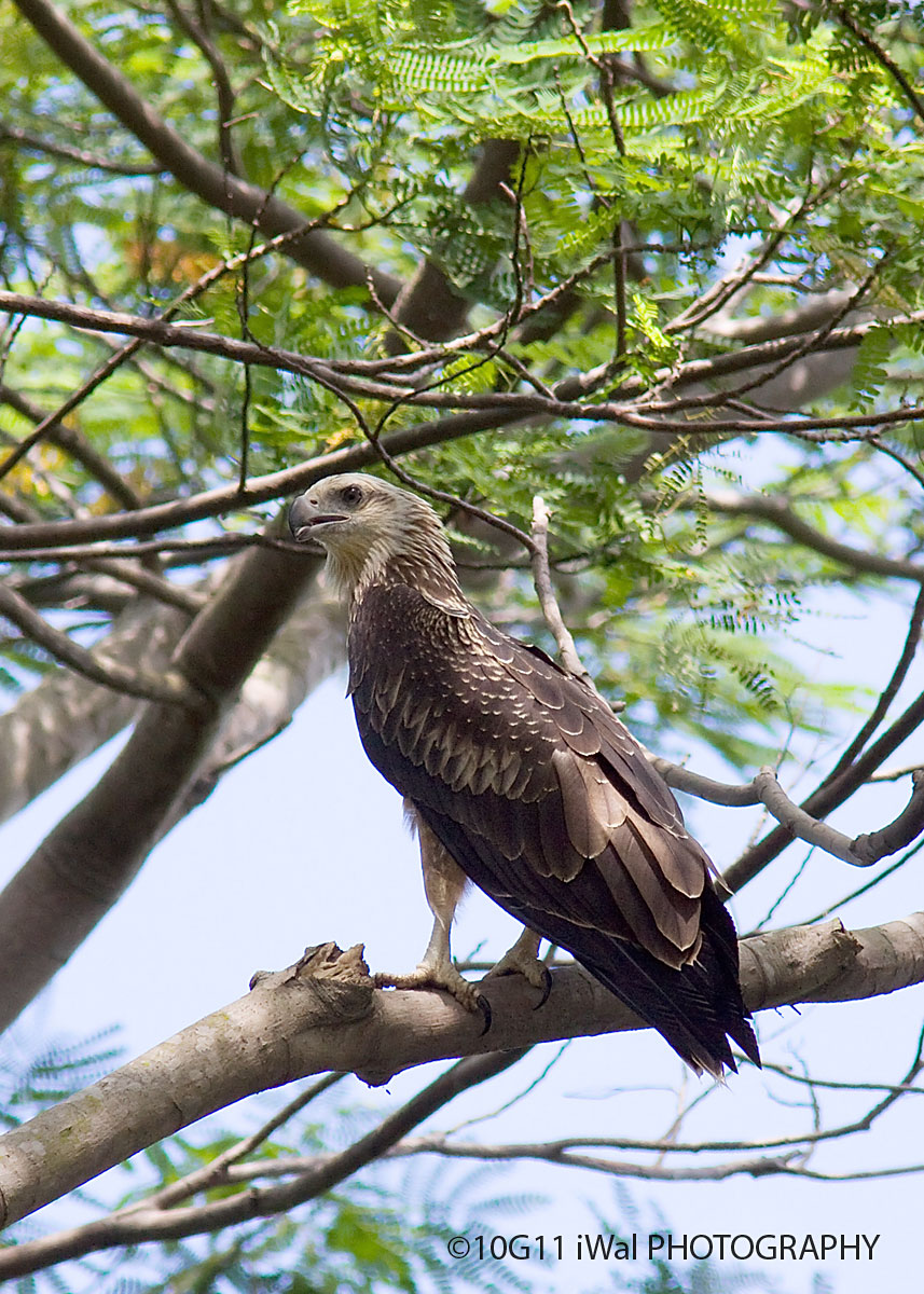 White-Bellied Sea Eagle_Juv....