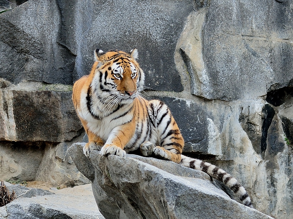 Siberian Tiger - Tierpark Berlin...