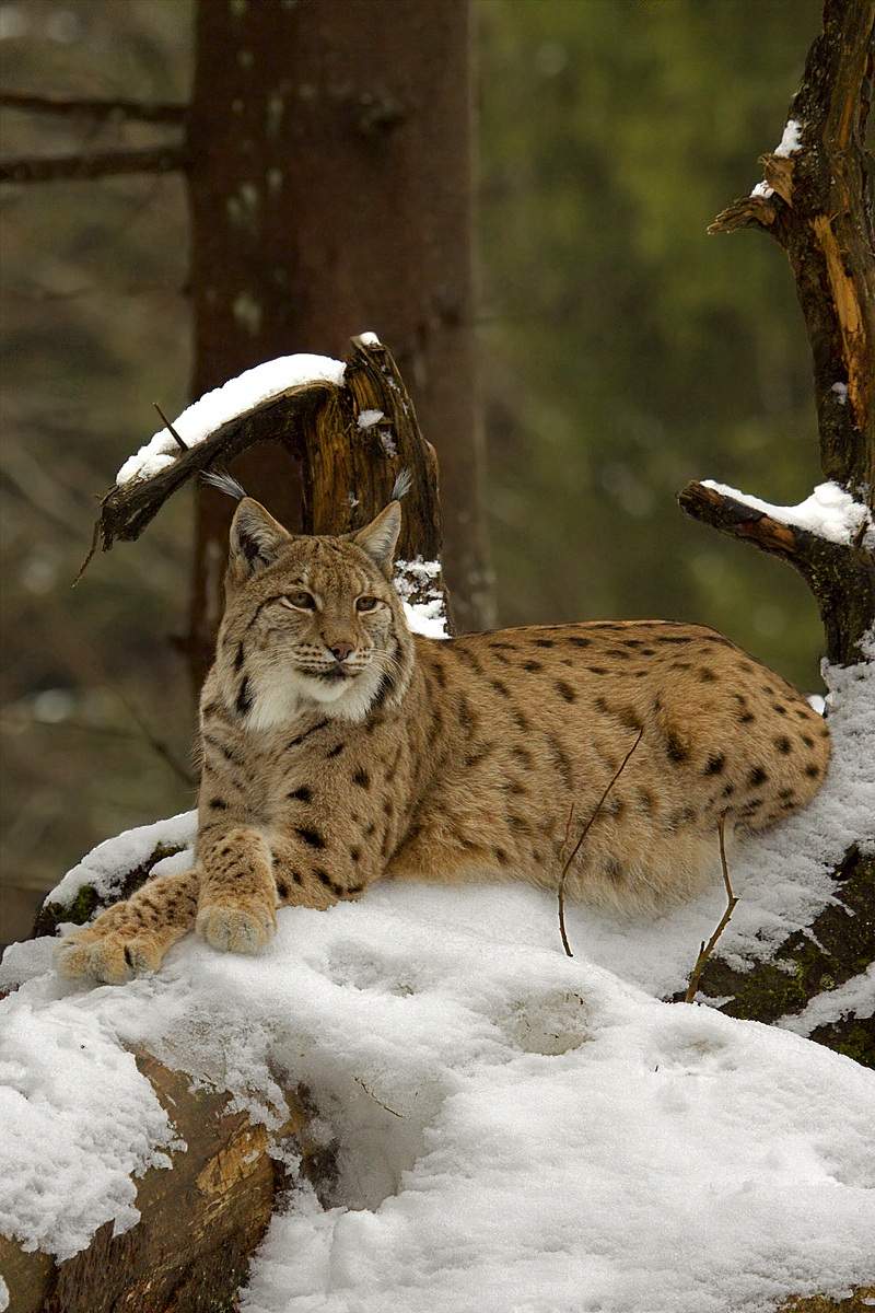 European lynx (Linx linx)...