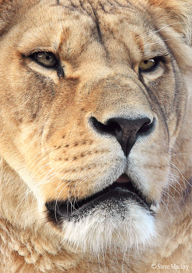 Lioness...