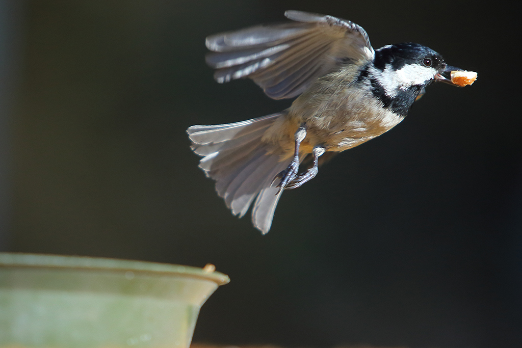 Coal Tit on the fly...