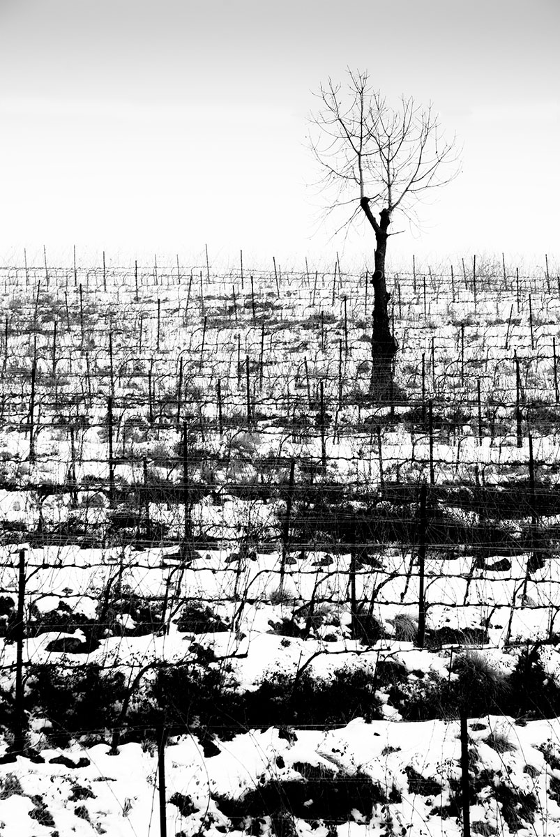 Winter in the vineyard...