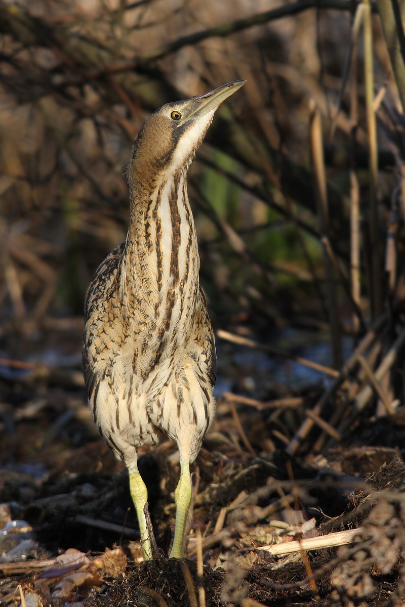 Advanced bittern...