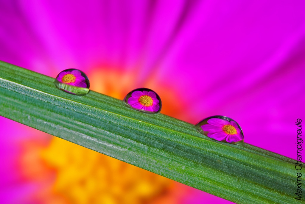 Water drop reflections...