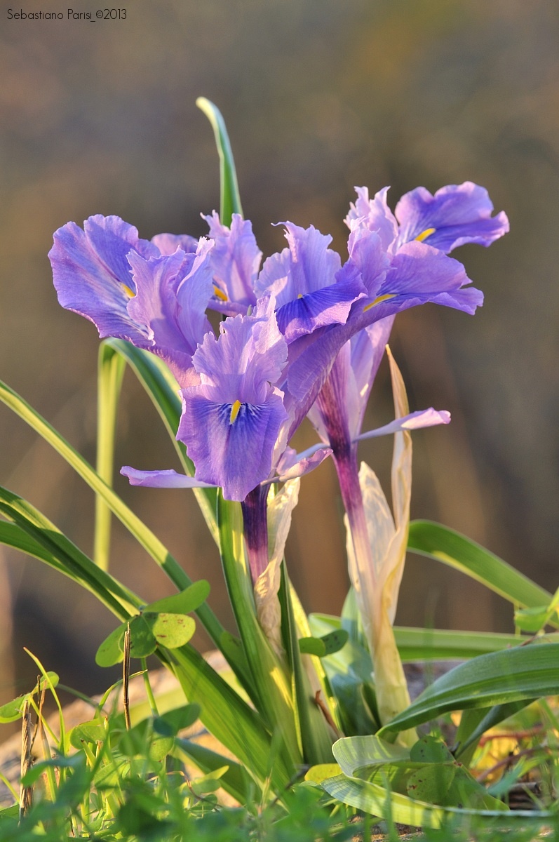 Iridaceae Iris unguicularis Poir....