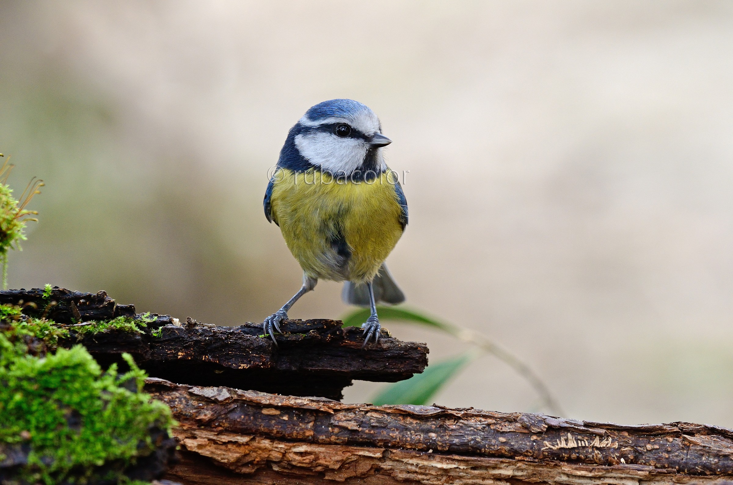 About the blue tit...