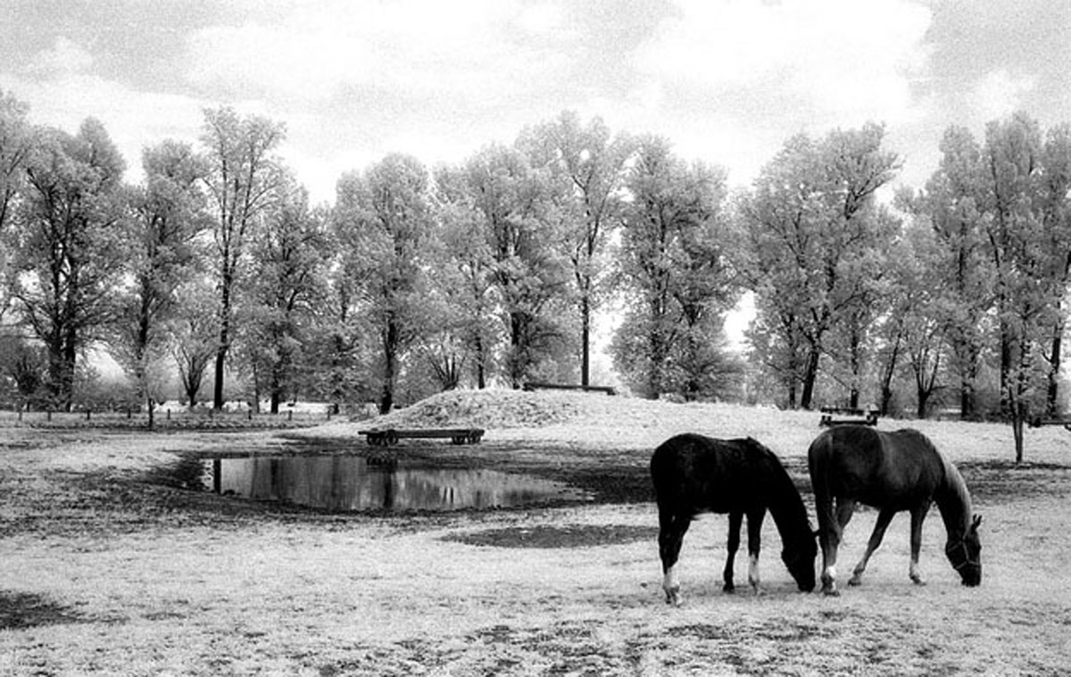 Grazing horses. 1-Kodak infrared. - Contax rx...
