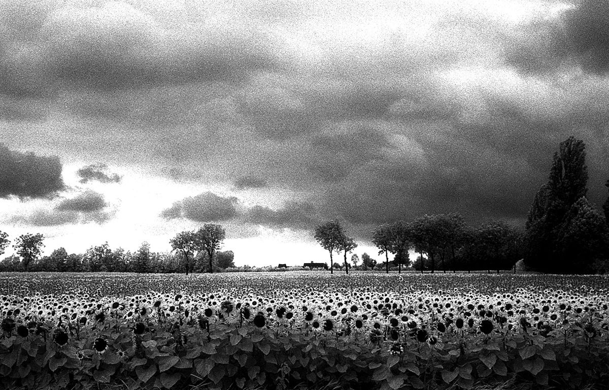 n 2 -Paesaggio con girasoli - Kodak infrared  Contax rx...