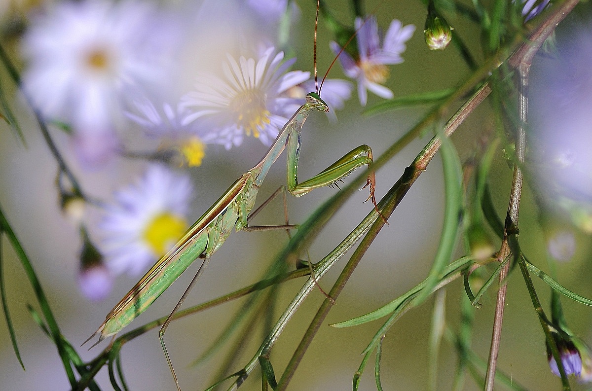 mantide religiosa...